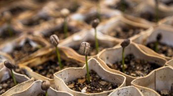 Several sprouting seeds in small soil containers, emerging from the soil and beginning to grow, likely in a greenhouse or nursery setting.