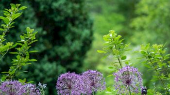 A vibrant garden with a mix of purple flowers, green foliage, and various colorful plants set against a backdrop of lush trees.