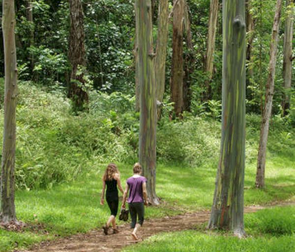 Two people are walking on a dirt path through a lush, green forest with tall trees, surrounded by dense vegetation.