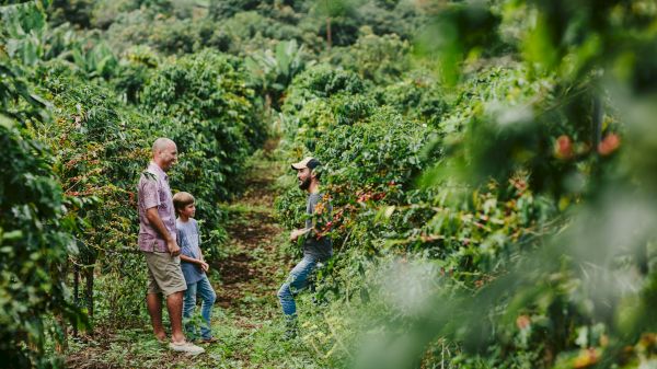 Three people are standing in a lush green field, engaged in conversation surrounded by rows of plants, possibly in a farm setting.